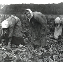 Roearbejdere i marken. Foto: Museum Lolland Falster